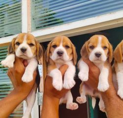 Beagle puppies available good quality perfect marking beagle puppies