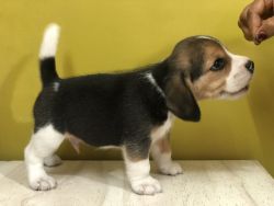 Beagle puppies 50 days