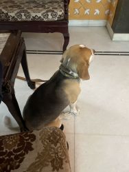 Beagle 3 years old very nice brown colour