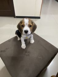 Beagle puppy,2 months old