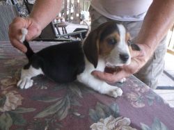 Beagle ::Puppies