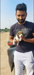 Want to give my beagle puppy, pure breed