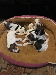 7week old full breed beagle puppies.