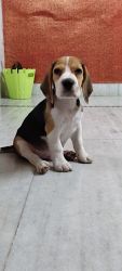 BEAGLE 2 month old puppy tricolour