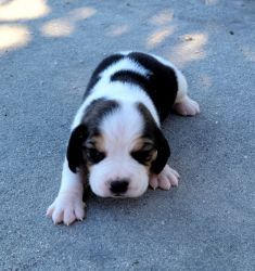 AKC Male Beagle Puppy 3