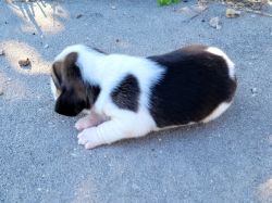 AKC Male Beagle Puppy 1