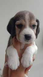 Beagle pups available!!