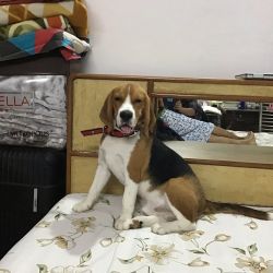1 year old beagle for sale
