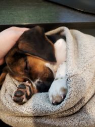 Purebred Beagle