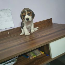 Heavy bone 35 days old beagle puppy Male with all his medicines , food