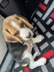 Beagle puppy tri color