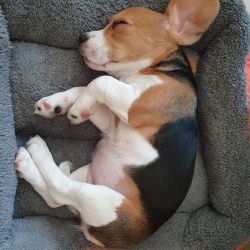 Beagles puppies available