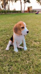 3 month male Beagle