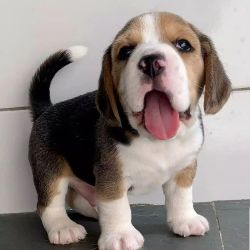 Cute Male Beagle Puppies for sale / Adoption,Washington [Dogs] Beagle