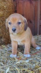 Beagle/ Border Collie Puppy