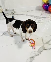Beagle Puppy in Miami
