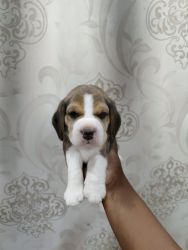 Beagle 1 month puppies