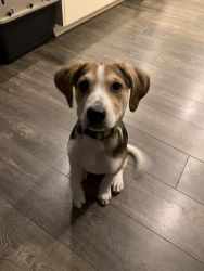 Adorable Beagle Seeking Forever Home