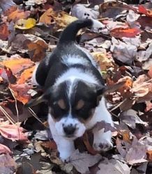 Beagle puppie for Sale