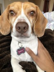 The cutest beagle with the prettiest eyebrows!