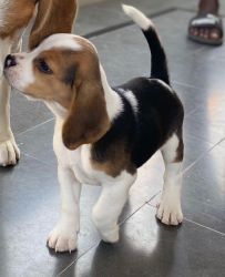 45 days Beagle immediate sale