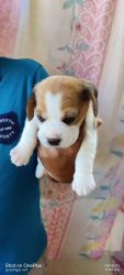 Best quality beagle puppies male and female in bangalore call 9060906