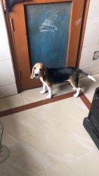 Female Beagle of 9 months