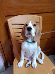 Beagle Kolkata