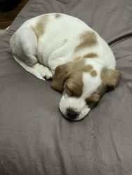 Baby beagles