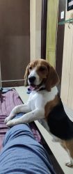 Need a new home for beagle