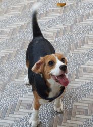 Beagle looking for new home