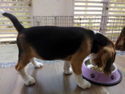 Beagle for sale,6 months old