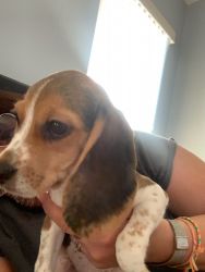 Jack 6 month old male beagle