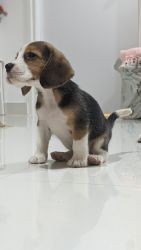 45 days Beagle male puppy
