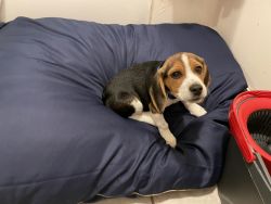 Beagle for sell