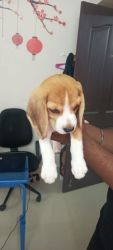 90 days old beagle for sale