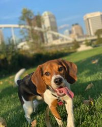 Uzi - (beagle 11 months)