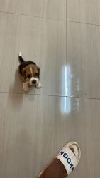 35 days old beagle for sale