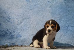 Beagle Puppy 3 months old for sale