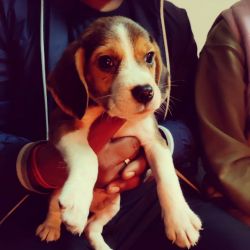 Beagle -2 Months Old