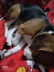 8 months old beagle healthy and friendly all vaccinations done active