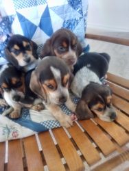 Beagle puppies Full-blooded