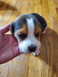 UKC Beagle Pups For Sale