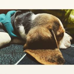 Beagle Female Pup for sale
