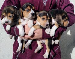 Adorable Beagle puppies