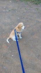 Mr. Bruno The Beagle