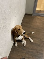 Beagle Puppy 8 months - Vaccinated Micro Chipped