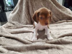 Beagles Puppies for sale the eternas pupi6es