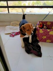 4 months old male beagle puppy