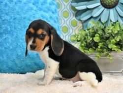 cute beagle puppies for sale